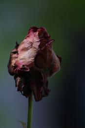 DeaD rose